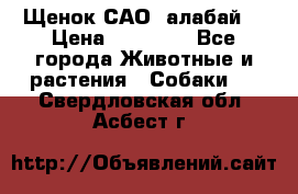 Щенок САО (алабай) › Цена ­ 10 000 - Все города Животные и растения » Собаки   . Свердловская обл.,Асбест г.